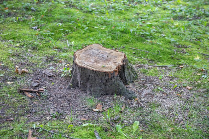 Spring Stump Removal