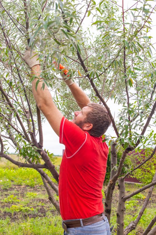 Maple Tree Pruning in Pottstown, PA