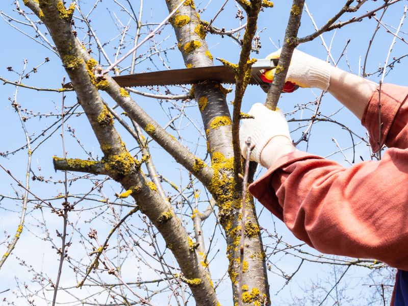River Birch Trimming in Doylestown, PA