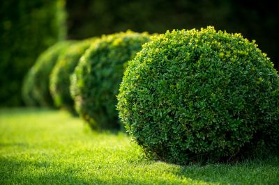 Trimmed Bushes with Clear Edges