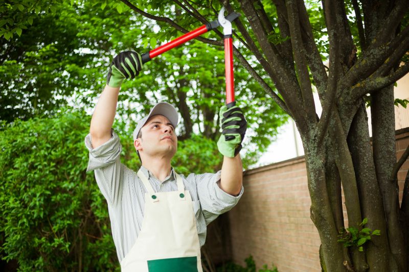 Tree Limbs Removal in Reno, NV